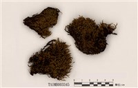 藏品(砂苔屬)的圖片